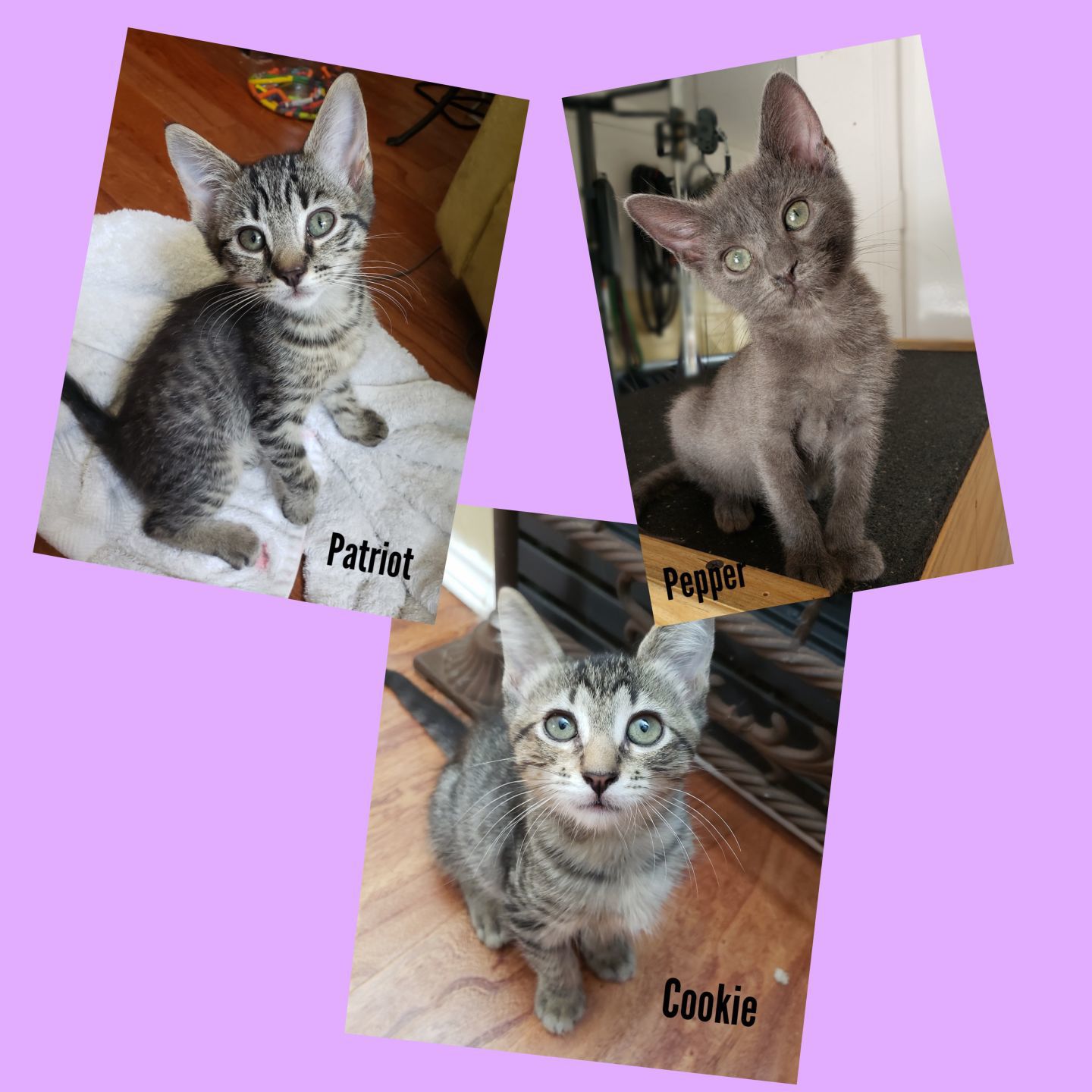Cookie, Pepper and Patriot